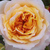 Žlutá - růžová - Nostalgické růže - Georges Denjean